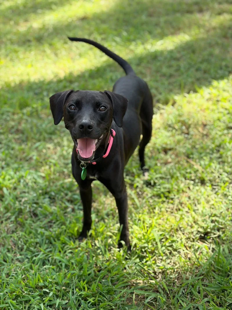 A young medium-sized female Labrador Retriever dog named Clara for adoption in Rock Hill, SC