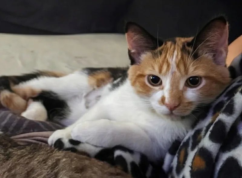 A baby small-sized female Calico cat named Rey for adoption in Duxbury, MA