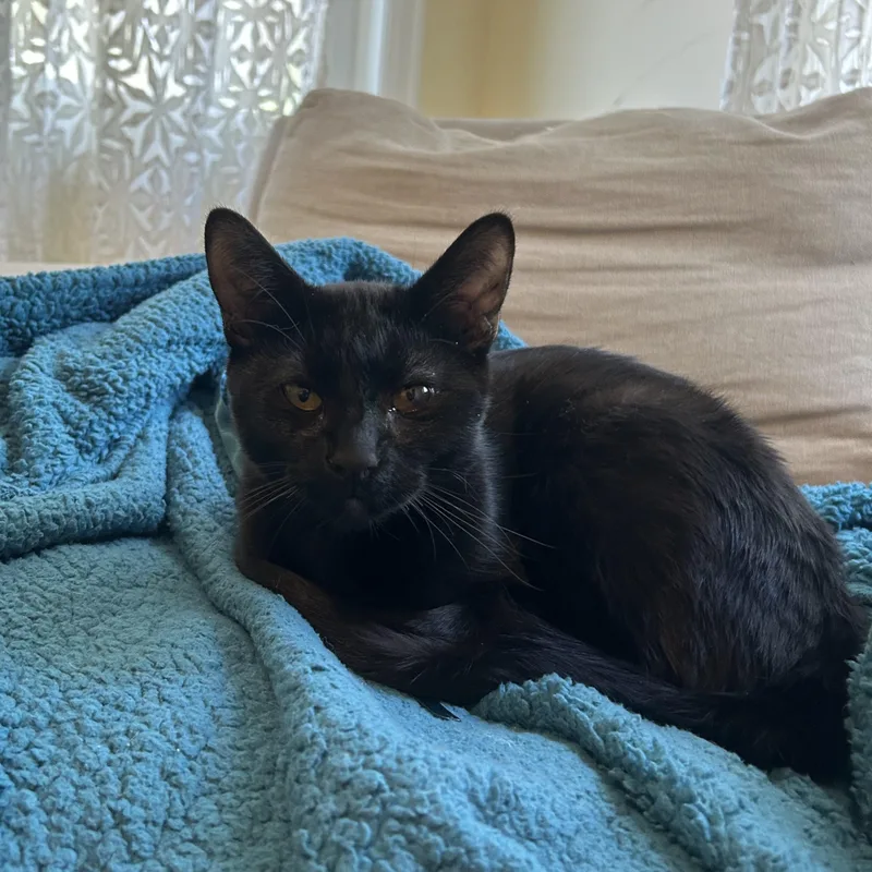A baby small-sized male Black Domestic Short Hair cat named Jasper Friel for adoption in Morrison, CO