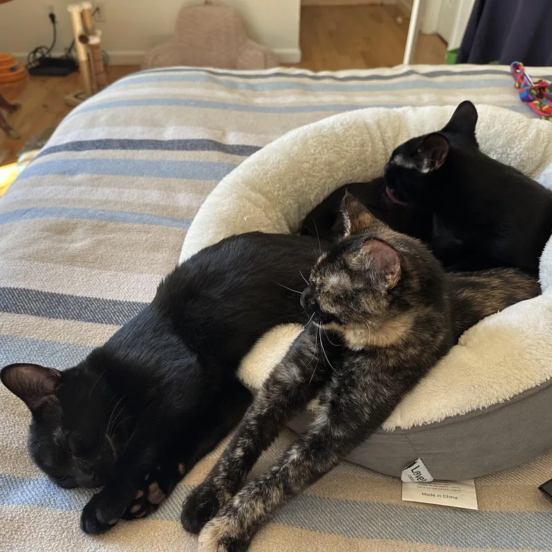 Jasper Friel thumbnail 4