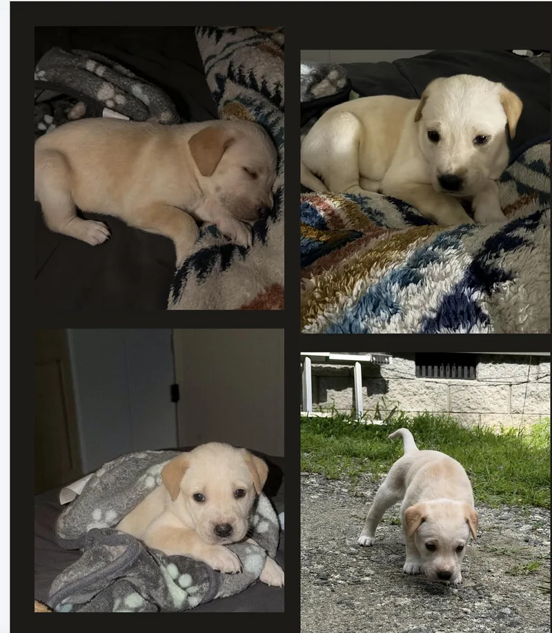 A baby medium-sized female White / Cream Labrador Retriever dog named Posy for adoption in East Flat Rock, NC