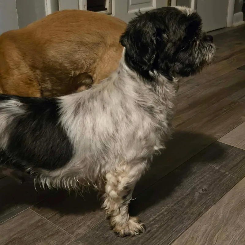 Shenanigans thumbnail 2