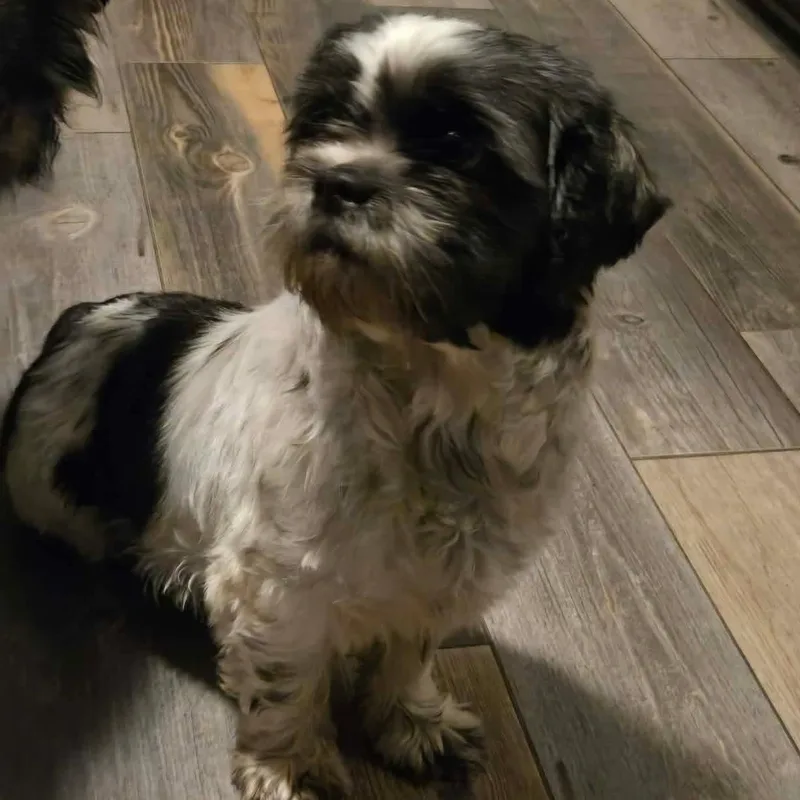 Shenanigans thumbnail 3