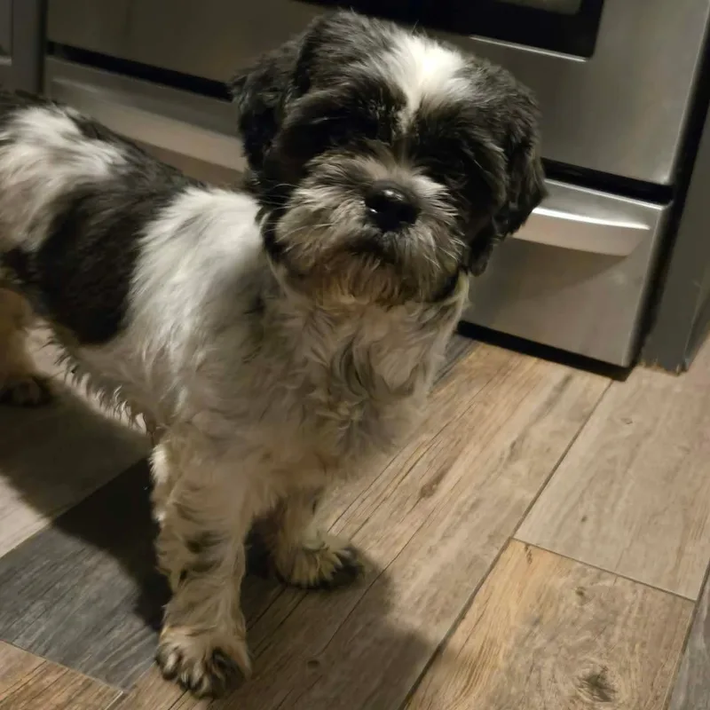 Shenanigans thumbnail 4