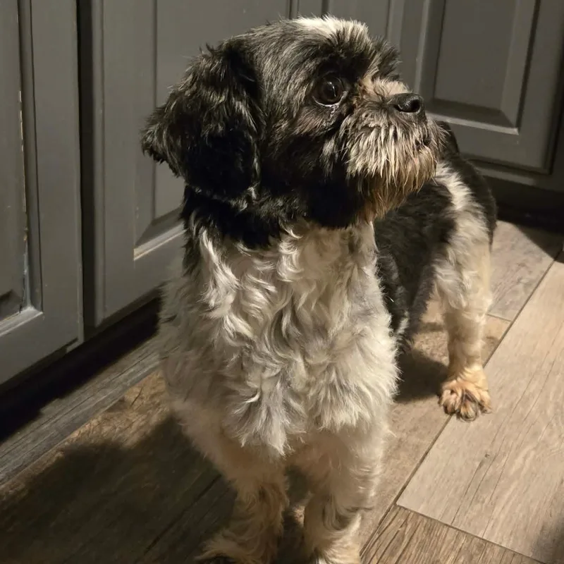 Shenanigans thumbnail 5