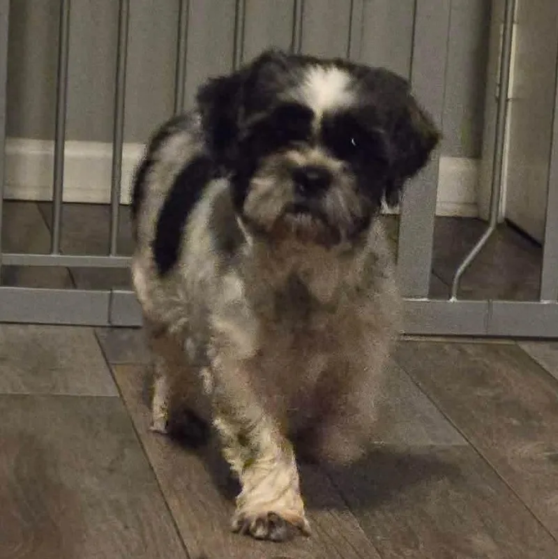 Shenanigans thumbnail 6