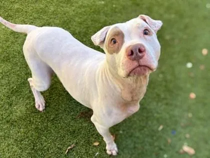 Sara Lee thumbnail 3