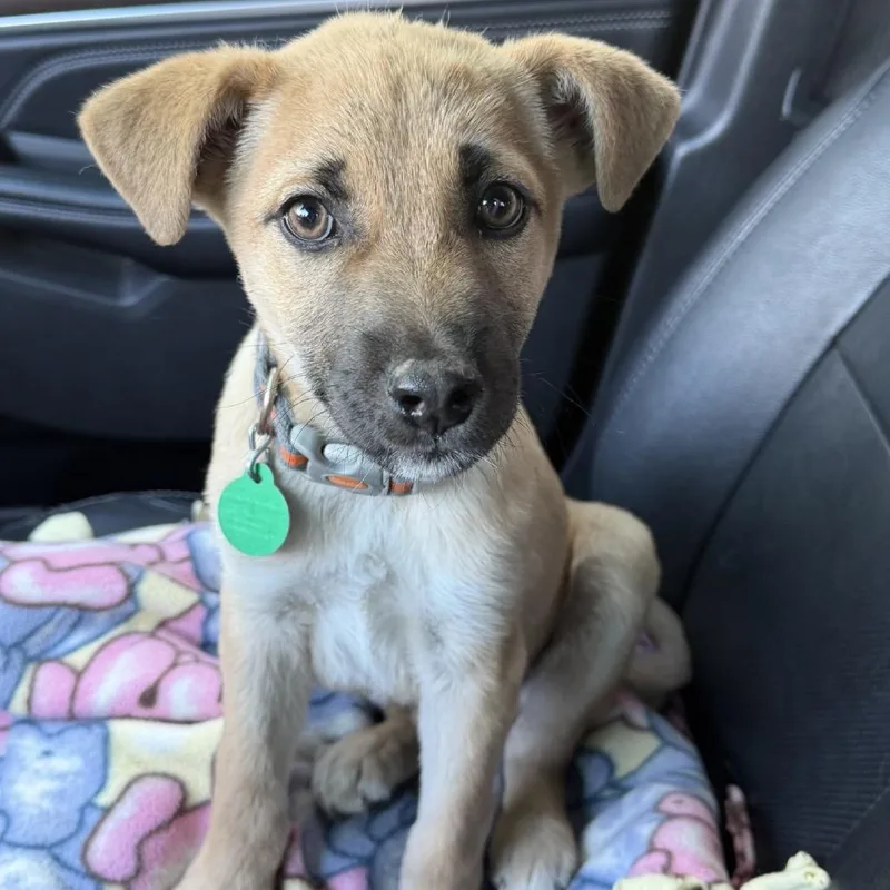 A baby small-sized male Brown / Chocolate Mixed Breed dog named Gatorade for adoption in Buffalo, MN