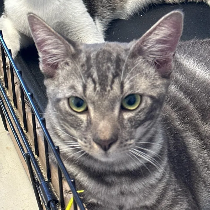 A baby small-sized male Gray / Blue / Silver Domestic Short Hair cat named Dimitri for adoption in San Diego, CA