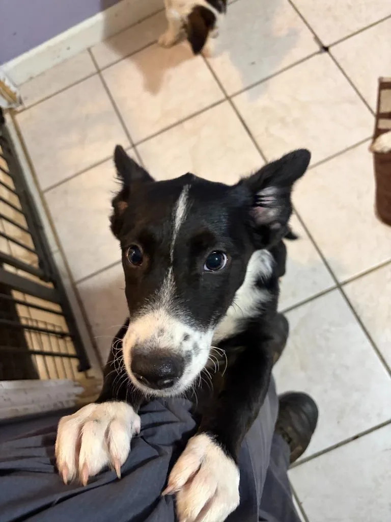 A baby medium-sized male Cattle Dog dog named Aang for adoption in Russellville, KY