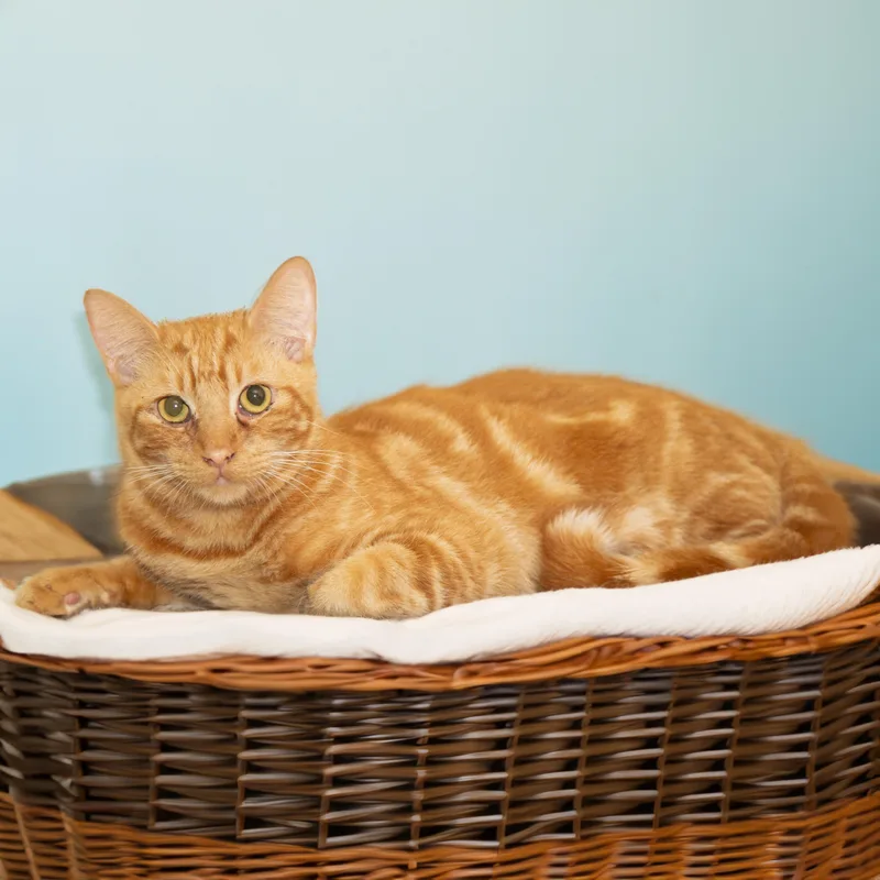 Garfield thumbnail 2