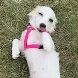 A baby small-sized female Cavalier King Charles Spaniel dog named Josephine for adoption in Crystal, MN
