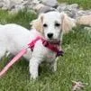 Josephine thumbnail 3