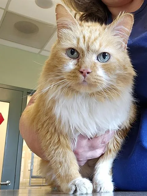 An adult large-sized female Orange / Red Domestic Medium Hair cat named Finch for adoption in Clyde, NC