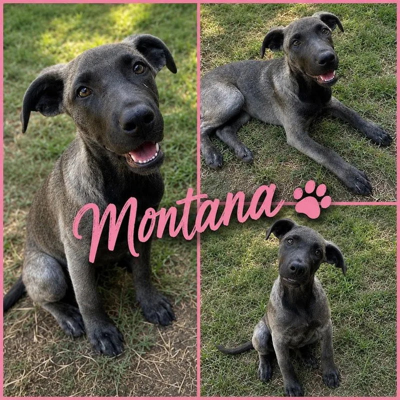 Montana