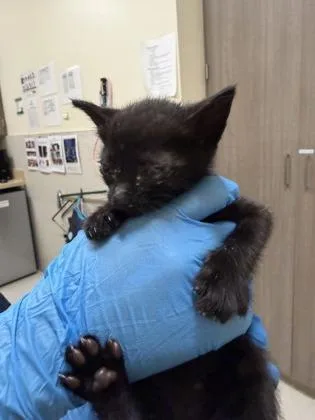 A baby small-sized female Domestic Short Hair cat named Morticia Addams for adoption in Honolulu, HI