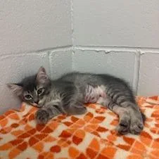 A baby small-sized female Gray / Blue / Silver Domestic Medium Hair cat named Sage for adoption in Buellton, CA