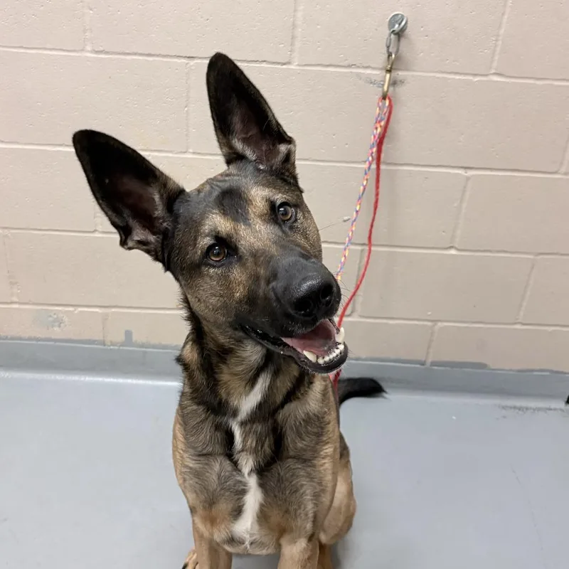 An adult large-sized male Belgian Shepherd / Malinois dog named Dax for adoption in Tacoma, WA