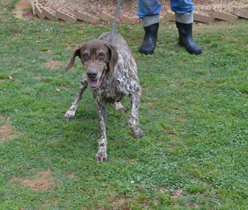 A senior large-sized female German Shorthaired Pointer dog named Bell Star for adoption in Jackson, LA
