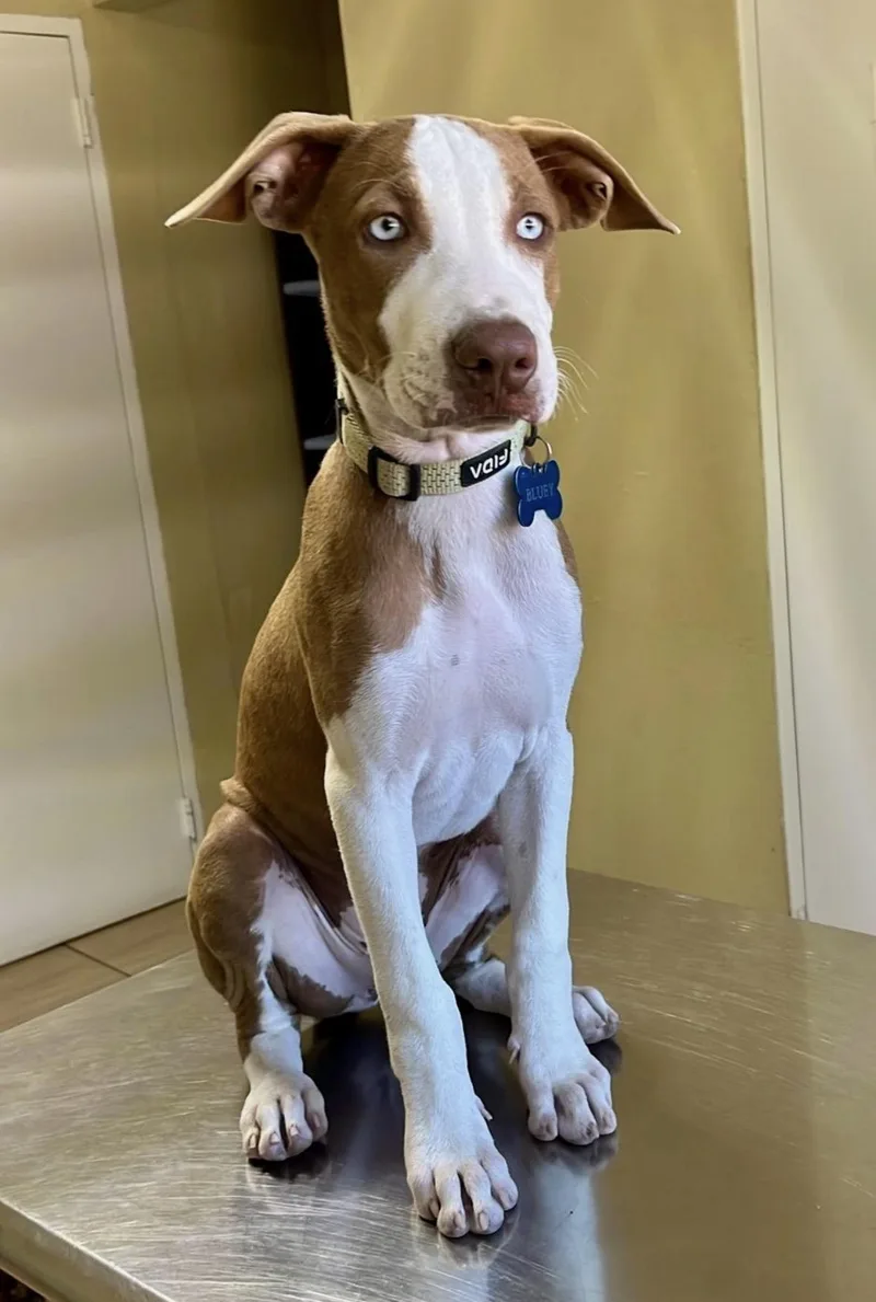 A young medium-sized male Mixed Breed dog named Moomba for adoption in Pembroke, MA