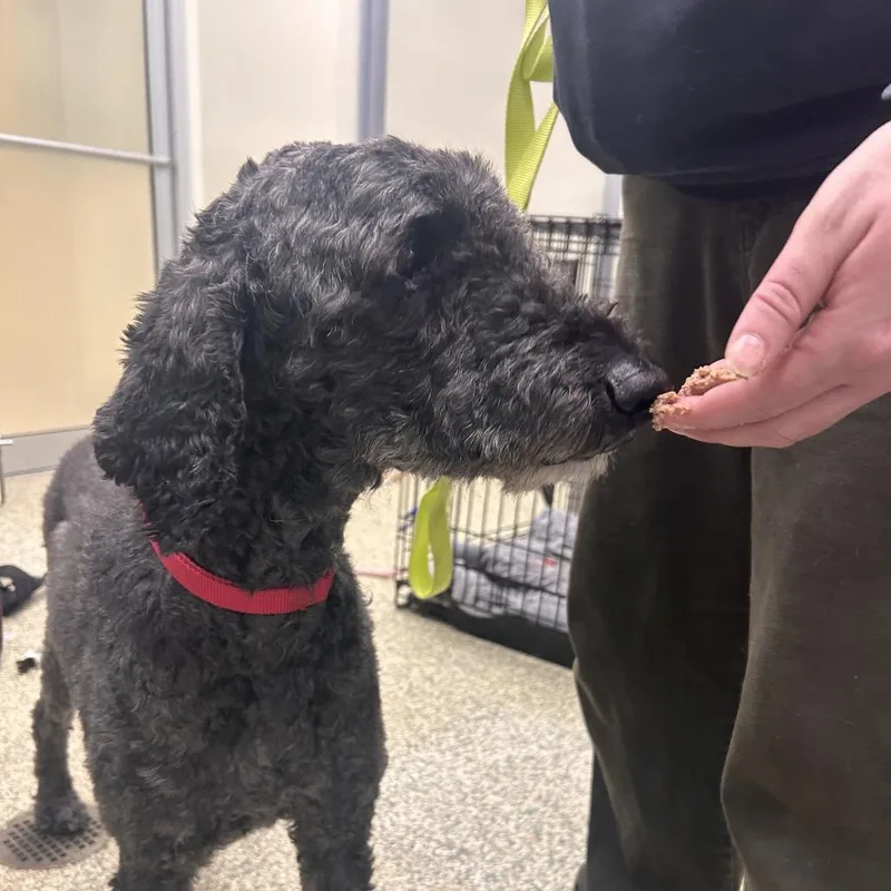 An adult medium-sized female Black Standard Poodle dog named Bunny for adoption in Bedford, NH