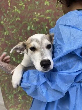 A young small-sized female Shepherd dog named Avon for adoption in San Antonio, TX