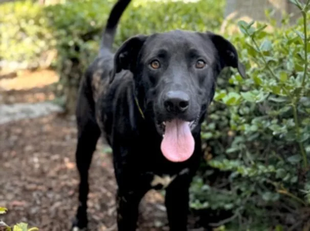 An adult large-sized male Labrador Retriever dog named Solomon for adoption in San Pedro, CA