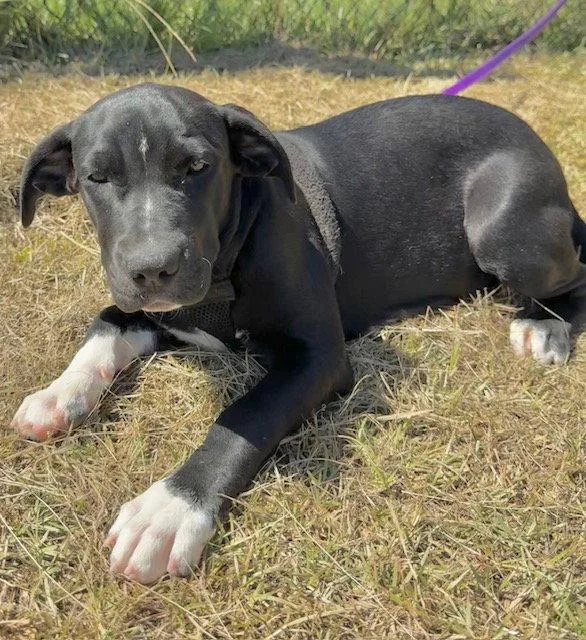 A young large-sized female Labrador Retriever dog named Ailey for adoption in Tarrytown, GA