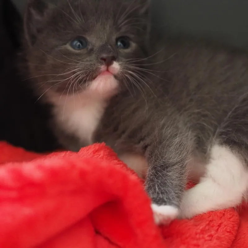 A baby small-sized female Gray / Blue / Silver Domestic Short Hair cat named Brussels Sprout for adoption in Brockton, MA