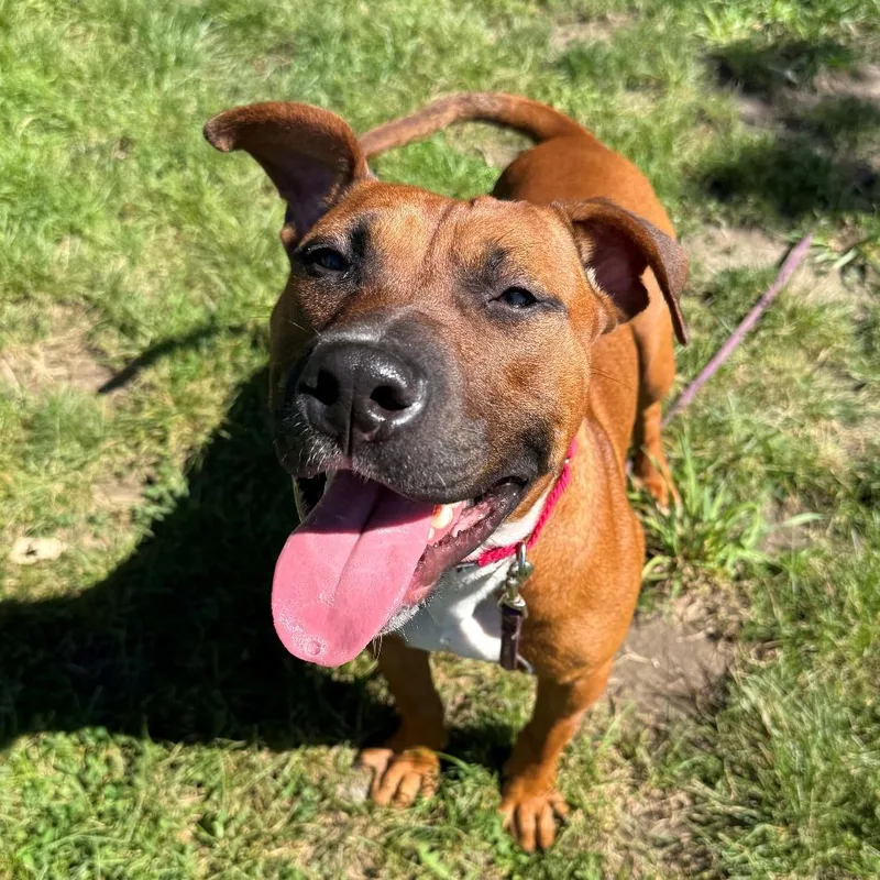 A young medium-sized male Brown / Chocolate Mixed Breed dog named Canelo for adoption in East Hanover, NJ