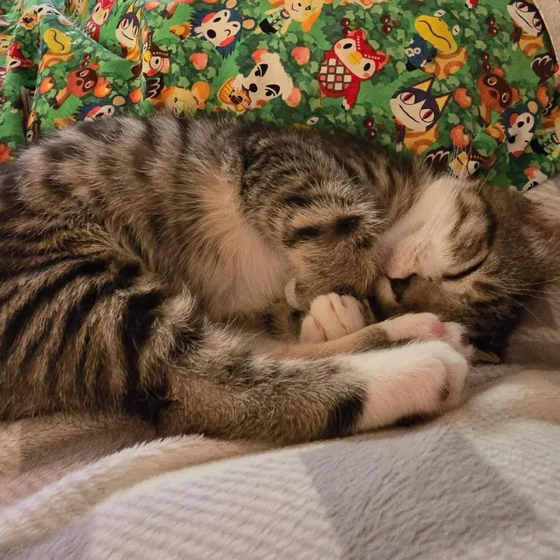 A baby small-sized male Gray / Blue / Silver Domestic Short Hair cat named Hans Solo Storesund for adoption in Eagle Mountain, UT
