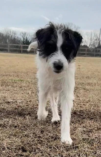 A young medium-sized female Poodle dog named Cricket for adoption in Monroe, NC