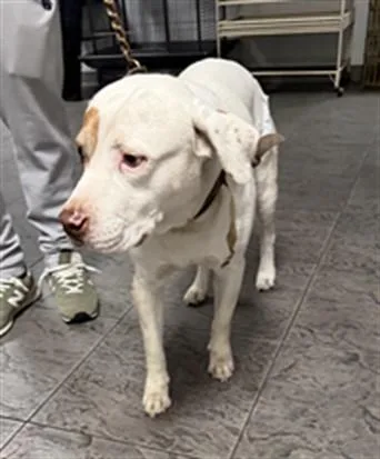 An adult large-sized male Pit Bull Terrier dog named Franklin for adoption in Los Angeles, CA