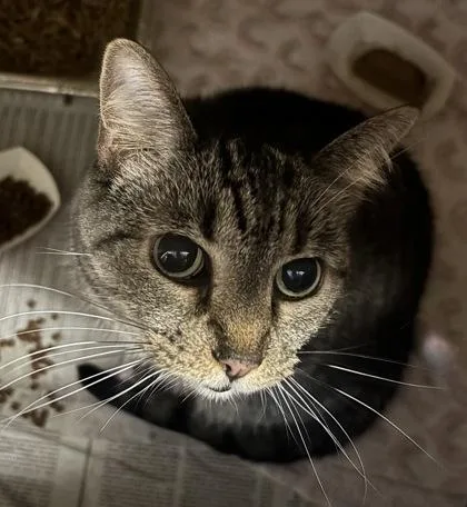 A senior large-sized female Domestic Short Hair cat named Juno for adoption in Chamblee, GA
