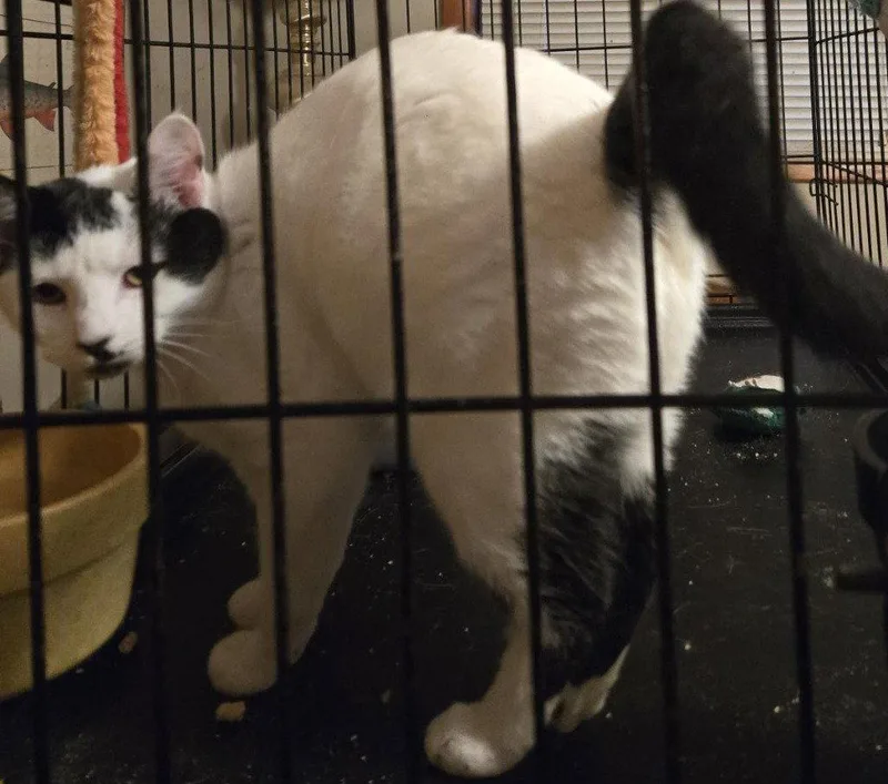 A young medium-sized female Turkish Van cat named Willow for adoption in Battle Ground, WA
