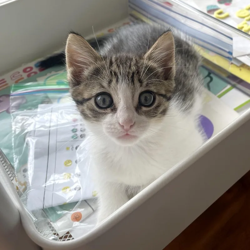 A baby small-sized female Brown / Chocolate Domestic Short Hair cat named Harboring Fluff for adoption in Austin, TX
