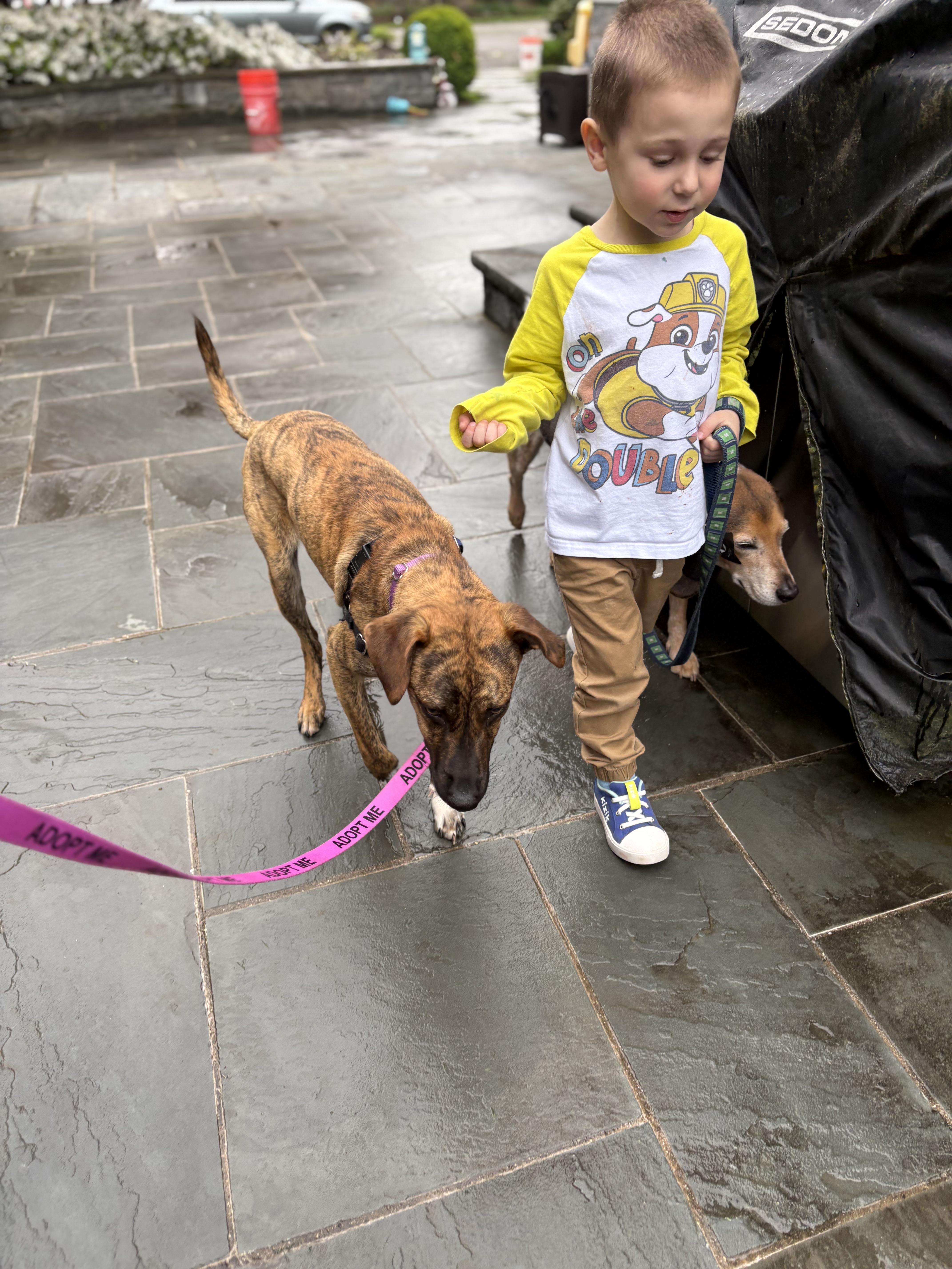 A baby medium-sized male Brindle Hound dog named Seven for adoption in Harrison, NY