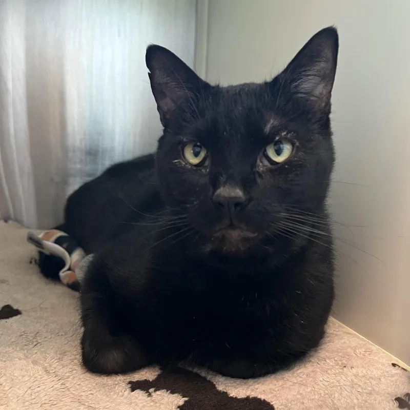 An adult extra large-sized male Black Domestic Short Hair cat named Gizmo for adoption in Fairport, NY