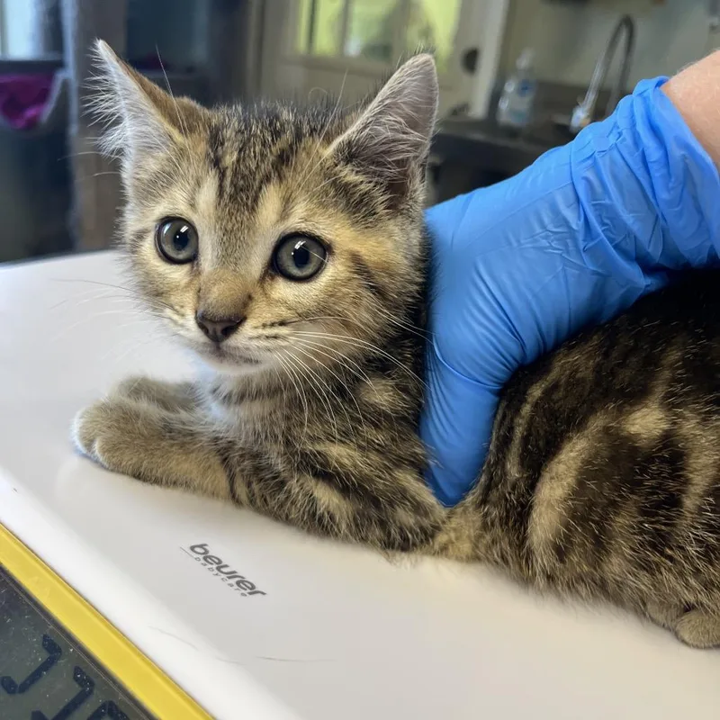 A baby small-sized female Brown / Chocolate Domestic Short Hair cat named Caribou for adoption in Mount Juliet, TN