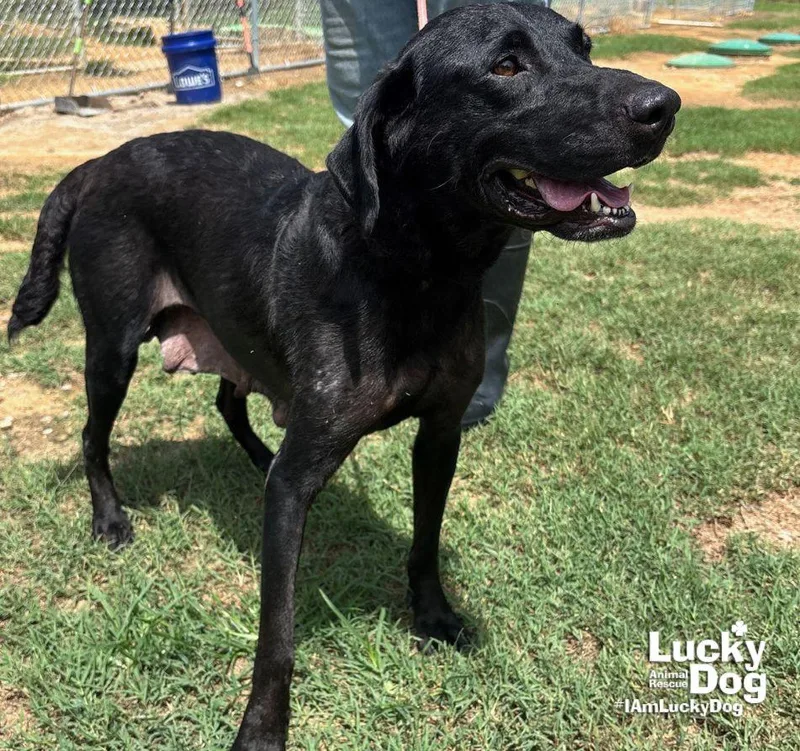 A young medium-sized female Labrador Retriever dog named Spice Girl for adoption in Washington, DC