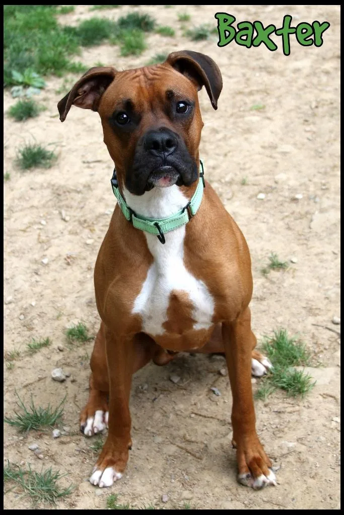 An adult medium-sized male Boxer dog named Baxter for adoption in Shippenville, PA