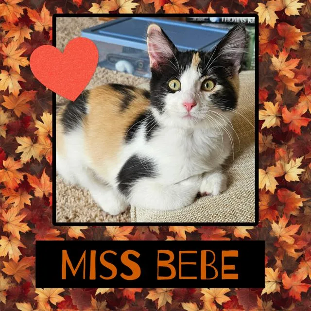 A baby medium-sized female Calico Domestic Medium Hair cat named BeBe for adoption in Kearney, NE