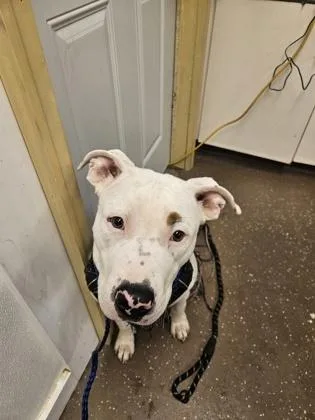 A baby large-sized male Pit Bull Terrier dog named Bear for adoption in South Bend, IN