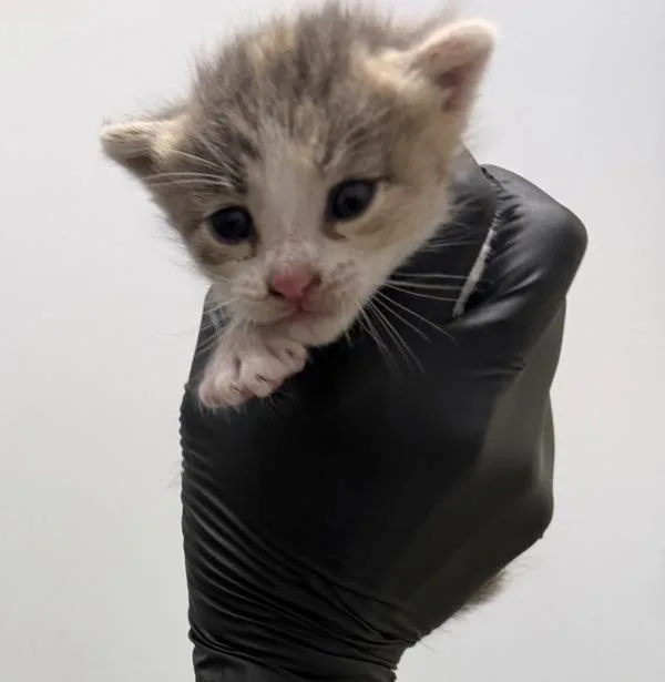 A baby small-sized female Domestic Short Hair cat named Dog Paddle for adoption in San Diego, CA