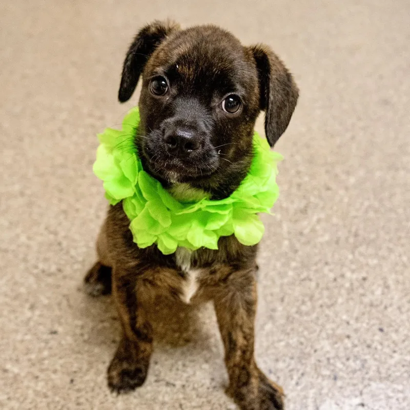 A baby medium-sized male Labrador Retriever dog named Barbados for adoption in Valparaiso, IN