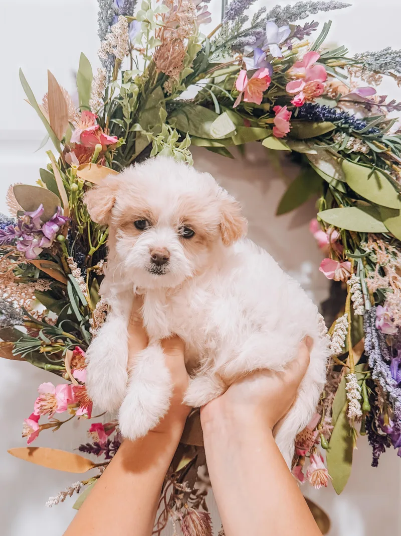 A baby small-sized female Maltipoo dog named Angel for adoption in Goodyear, AZ