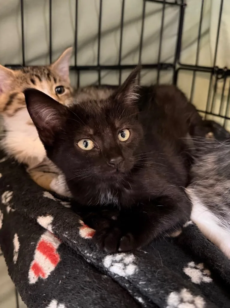 A baby medium-sized female Domestic Short Hair cat named Ambergris for adoption in Cincinnati, OH