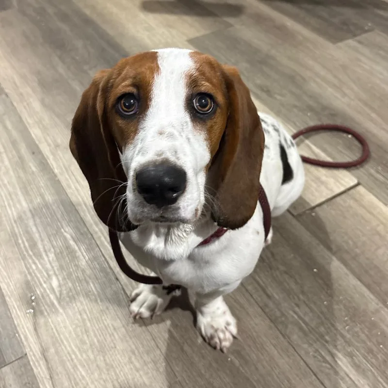 A baby medium-sized female White / Cream Basset Hound dog named Maisie for adoption in Wappingers Falls, NY