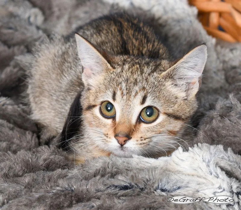 A baby medium-sized female Domestic Short Hair cat named Fergie for adoption in Pittsboro, NC