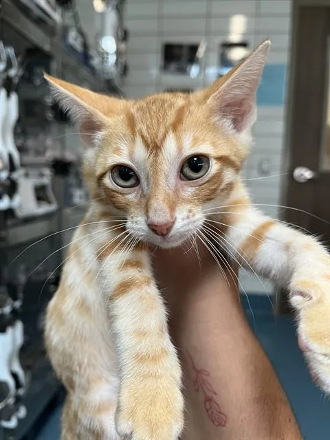 A baby small-sized male Domestic Short Hair cat named Celery for adoption in Pearland, TX